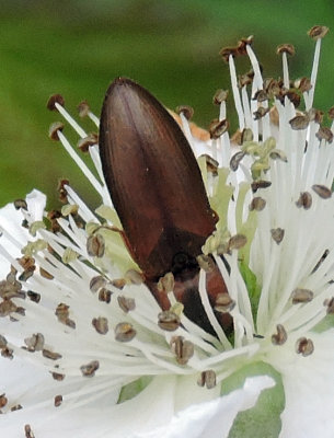 Sericus brunneus.jpg