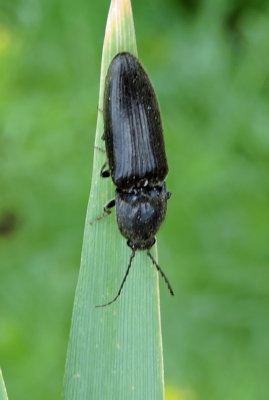 Ectinus aterrinus.jpg