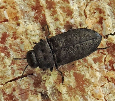 Anthaxia quadripunctata - Fyrprickig praktbagge - Anthaxia quadripunctata.jpeg
