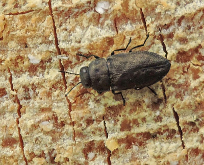 Anthaxia similis - Svart praktbagge .jpg