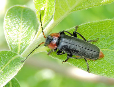 Flugbaggar - Cantharidae