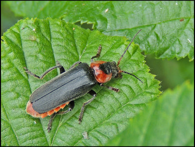 Cantharis rustica.jpg