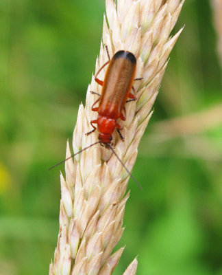 Rhagonycha fulva.jpg