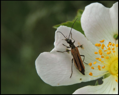 Oedemera femorata female.jpg
