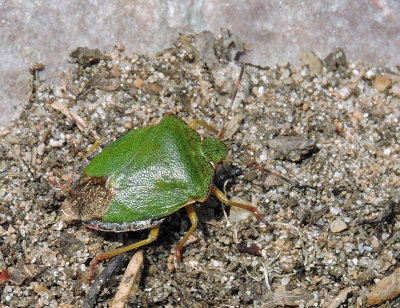 Palomena prasina Grön bärfis.jpg