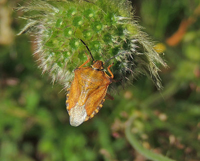 Carpocoris purpureipennis - Purpurbärfis .jpg