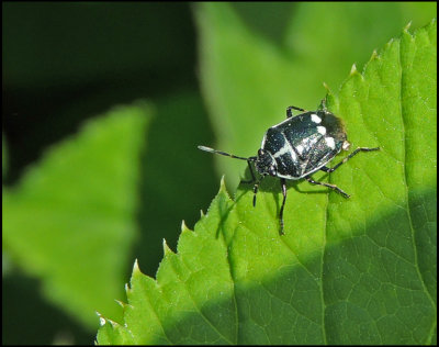 Eurydema oleracea - Rapssugare .jpg
