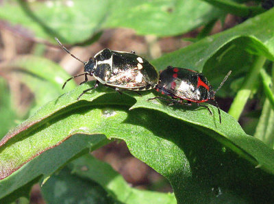 Eurydema oleracea - Rapssugare .jpg