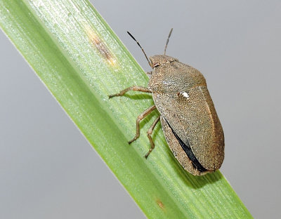 Eurygaster testudinaria - Starrbärfis.jpg