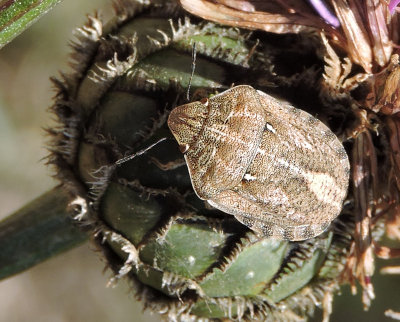 Eurygaster maura - Torrgräsbärfis.jpg