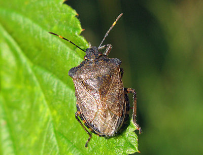 Pinthaeus sanguinipes - Sydlig rovbärfis .jpg