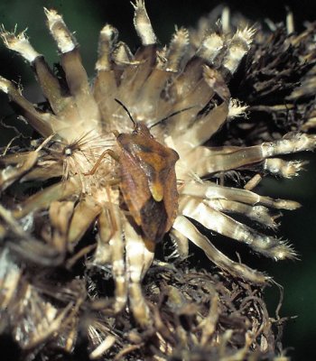 Carpocoris fuscispinus - Bred bärfis.jpg