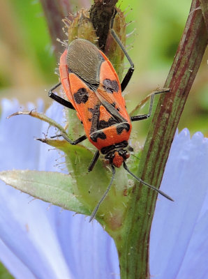 Corizus hyoscyami - Rdlus.jpg