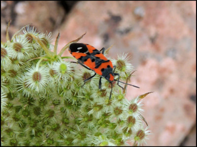 Lygaeus equestris - Riddarskinnbagge.jpg