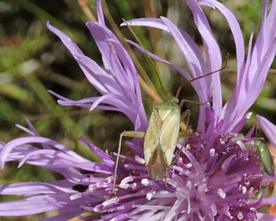 Plagiognathus chrysanthemi.jpg