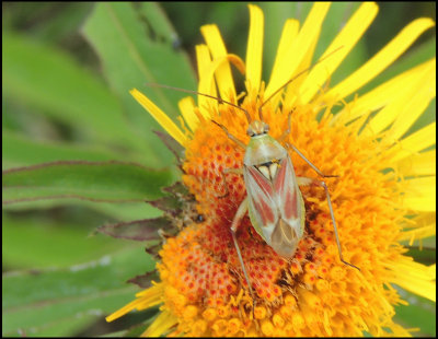 Calocoris roseomaculatus.jpg