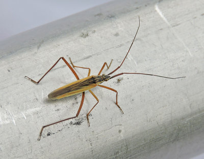 Notostira elongata.jpg
