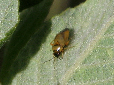 Phylus melanocephalus.jpg