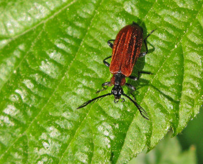 Schizotus pectinicornis - Liten kardinalbagge.jpeg