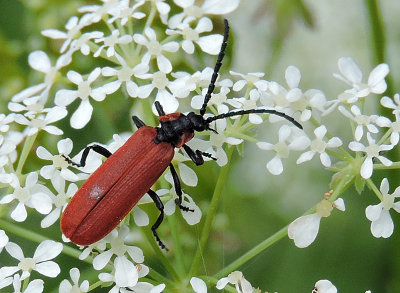 Lygistopterus sanguineus.jpg