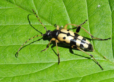 Flckig blombock - Rutpela maculata  .jpg