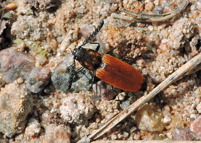 Anostirus castaneus 1.jpg