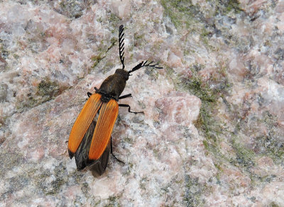 Anostirus castaneus.jpg