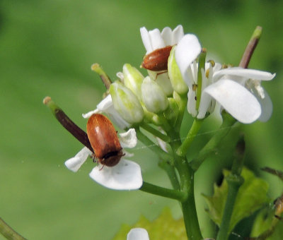 Byturus ochraceus .jpg