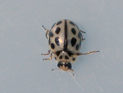 Tytthaspis sedecimpunctata - 16-prickig nyckelpiga .jpg