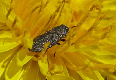 Anthaxia similis - Svart praktbagge .jpg