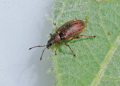 Phyllobius pyri - Kopparlvvivel .jpg