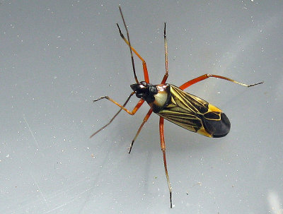Miris striatus.jpg