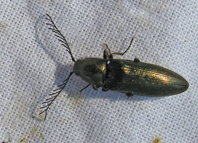 Ctenicera pectinicornis - Kamhornad knppare.jpg