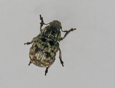 Anthribus nebulosus - Gr skldlusbagge.jpg