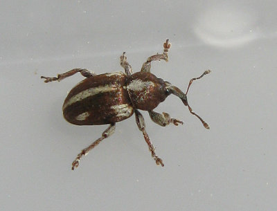 Tychius quinquepunctatus. - Gkrtsbaljvivel.jpg
