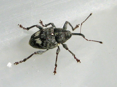 Curculio villosus - Gallppelvivel.jpgjpg