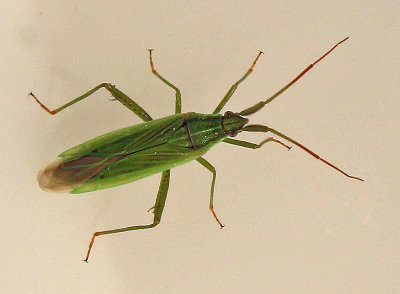 Stenodema calcarata 2.jpg
