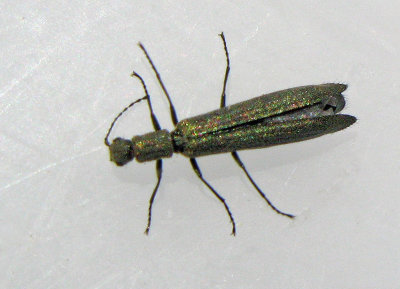Dolichosoma lineare.jpg