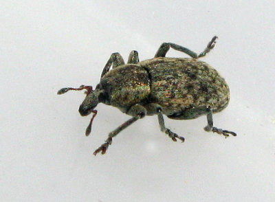 Hypera