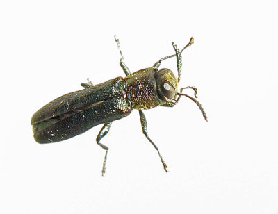 Agrilus laticornis - Bredhornad smalpraktbagge .jpg