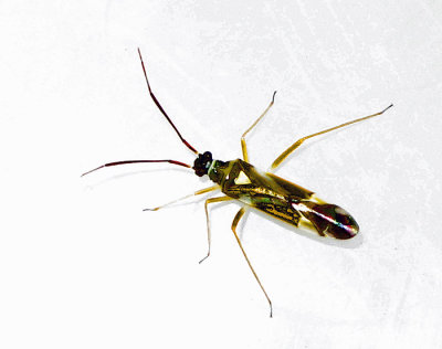 Cyllecoris histrionicus .jpg
