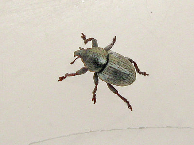 Tychius