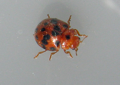 Subcoccinella vigintiquatuorpunctata - 24-prickig nyckelpiga - .jpg