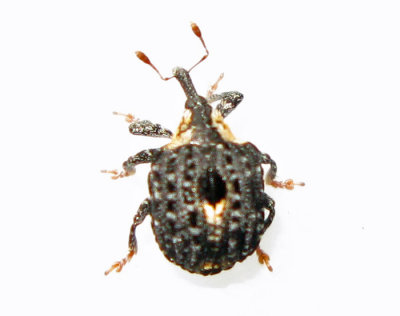 Cionus tuberculosus - Mrk flenrtsvivel.jpg