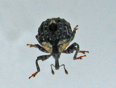 Cionus tuberculosus - Mrk flenrtsvivel.jpg