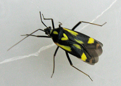 Grypocoris sexguttatus.jpg