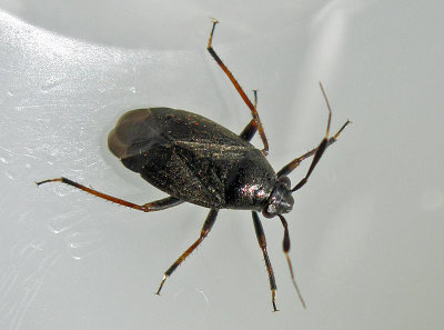 Capsus ater.jpg