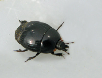Stumpbaggar - Histeridae 