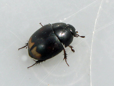 Palpbaggar - Hydrophilidae
