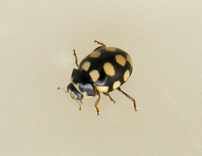 Coccinula quatuordecimpustulata - 14-fläckig torrbackspiga .jpg